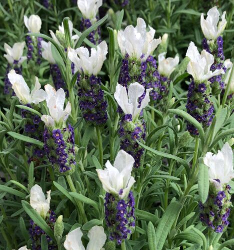 Franču lavanda 'Grande Blue White'